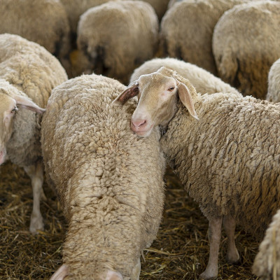 Ευλογιά αιγοπροβάτων -7 απαντήσεις σε ανακριβείς ισχυρισμούς περί εμβολιασμών