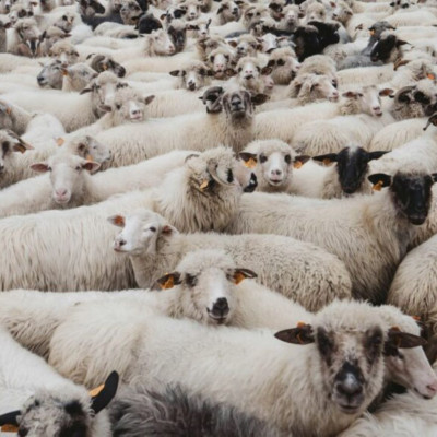 Παραδεκτή και νόμιμη η αναφορά από το Ευρωπαϊκό Κοινοβούλιο για την πανώλη και την ευλογιά στα ζώα