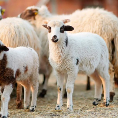 Νέα ενίσχυση 26 εκατ. ευρώ για αποζημιώσεις κτηνοτρόφων λόγω ευλογιάς- 2.899.254€ στις Σέρρες