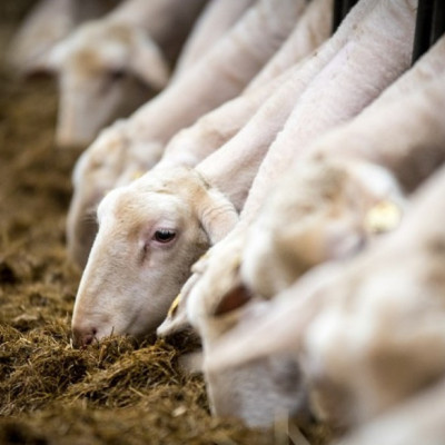 Κτηνοτρόφος έχασε τα ζώα του και αυτοκτόνησε