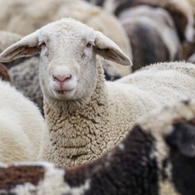 Επικαιροποιημένα συγκεντρωτικά στοιχεία για την πορεία της ευλογιάς από την Εθνική Επιστημονική Επιτροπή Διαχείρισης και Ελέγχου