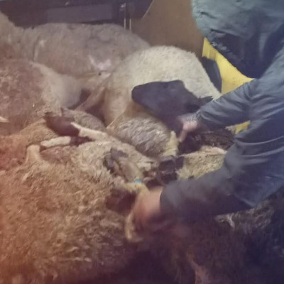 Δήμος Σιντικής: Μπλόκο στην παράνομη εξαγωγή οκτώ προβάτων