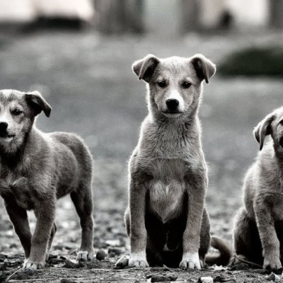 Φιλοσιντικες - Τα αδέσποτα άμεσο αποτέλεσμα της δικής σας ανευθυνότητας