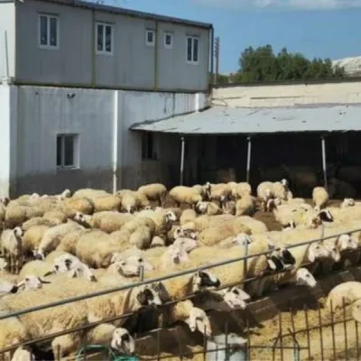 Ο Αφθώδης Πυρετός έφτασε στην Ελλάδα