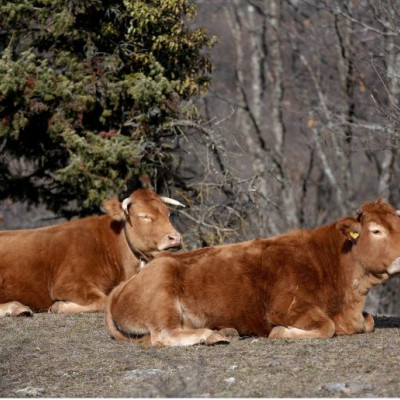 Αφθώδης πυρετός και στην Ελλάδα: Κρούσμα στη Λέσβο