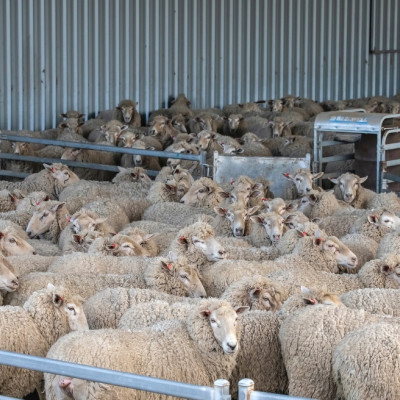 Ενόψει Πάσχα -Ενισχύονται τα μέτρα για τον εφοδιασμό της αγοράς με εγχώρια αιγοπρόβατα