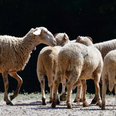 Ξεκινά η ενεργοποίηση ιδιωτών κτηνιάτρων για την αντιμετώπιση της ευλογιάς