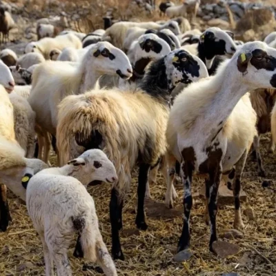 49 προσλήψεις κτηνιάτρων για την αντιμετώπιση της ευλογιάς -Οι αιτήσεις ξεκινούν το Σάββατο