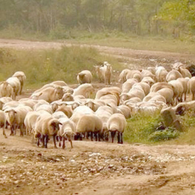 11 νέα κρούσματα ευλογιάς σε 7 Περιφερειακές Ενότητες - 1 στο Νομό Σερρών
