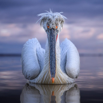Στο National Geographic ένας αργυροπελεκάνος της Κερκίνης με μια φωτογραφία του Τόνυ Κωνσταντινίδη