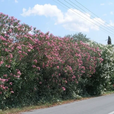Γιατί θέλουν να ξεριζώσουν την πικροδάφνη από τα σχολεία;