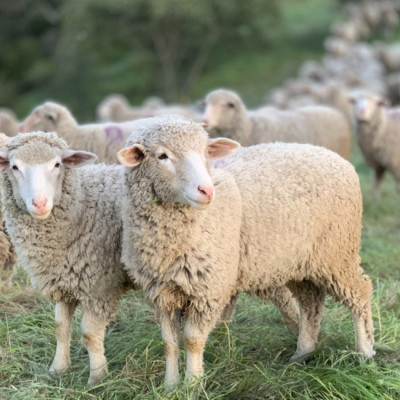 Επικαιροποιημένα στοιχεία για την ευλογιά αιγοπροβάτων