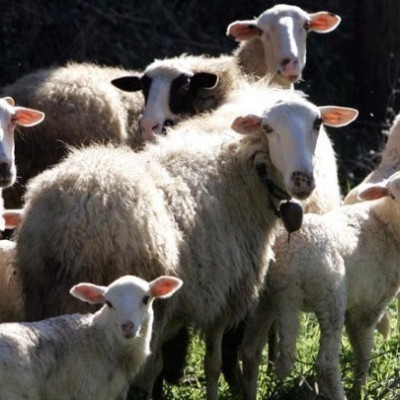 Σύμφωνα με το ΑΚΚΕΛ: Η ευλογιά των προβάτων δεν δικαιολογεί την καταστροφή εντοσθίων υγιών ζώων