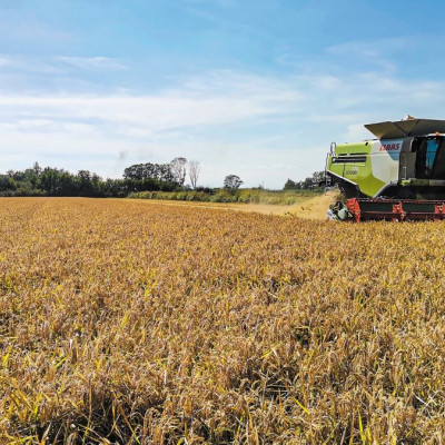 Για τη βιωσιμότητα της καλλιέργειας ρυζιού «Συναγερμός» στην Περιφέρεια Κεντρικής Μακεδονίας