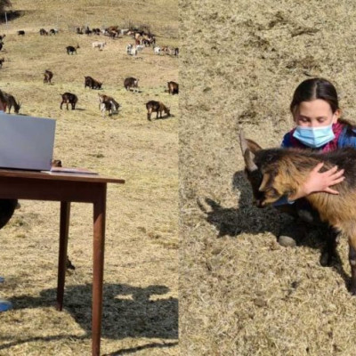 10χρονη βοσκοπούλα κάνει τηλεκπαίδευση στα βουνά λόγω κορωνοϊού